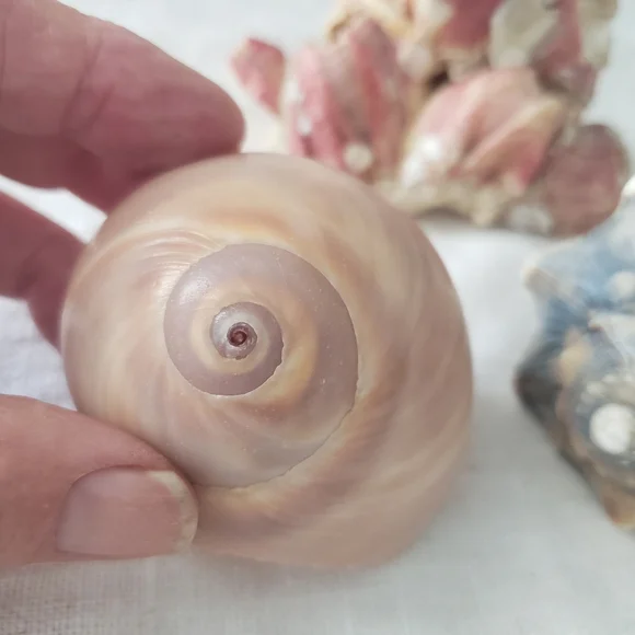 Shells And Barnicle East Coast Florida - Picture 7 of 10